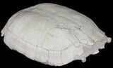 Fossil Tortoise (Testudo) - Uncommon Species #50818-2